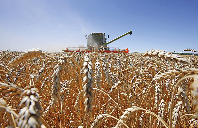 Ukrainian breadbasket feeds Europe: agricultural exports to EU up 34.3% so far in 2019